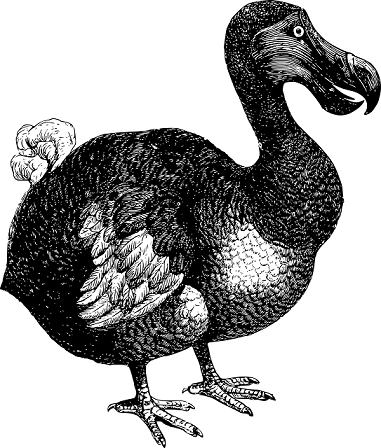 black and white dodo